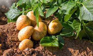 شعبة الخضراوات: كميات البطاطس التي تدخل لأسواق الجملة انخفضت بشكل كبير