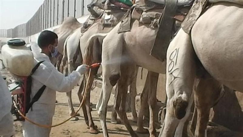 الزراعة تعالج وتحصن 1000 رأس خيول وجمال بنزلة السمان