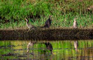 بعد 100 عام من الغياب.. «العين الحمراء» تظهر في نيل أسوان.. ما القصة؟| صور